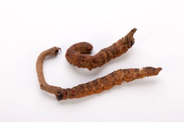 Cordyceps sinesis Yartsa Gunbu Yarsagumba Himalaya altın Nepal izole
