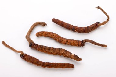 Cordyceps sinesis Yartsa Gunbu Yarsagumba Himalaya altın Nepal izole