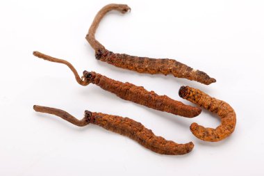Cordyceps sinesis Yartsa Gunbu Yarsagumba Himalaya altın Nepal izole
