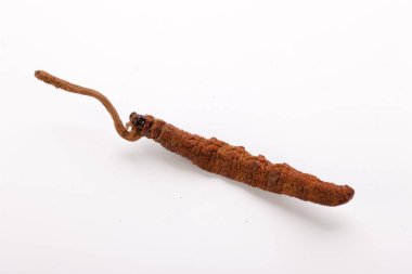 Cordyceps sinesis Yartsa Gunbu Yarsagumba Himalaya altın Nepal izole