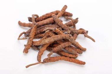 Cordyceps sinesis Yartsa Gunbu Yarsagumba Himalaya altın Nepal izole