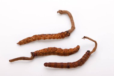 Cordyceps sinesis Yartsa Gunbu Yarsagumba Himalaya altın Nepal izole