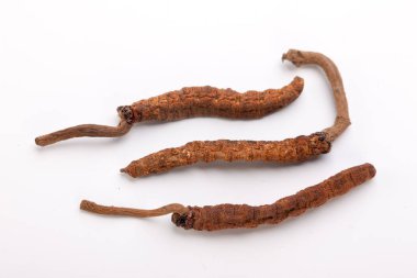 Cordyceps sinesis Yartsa Gunbu Yarsagumba Himalaya altın Nepal izole