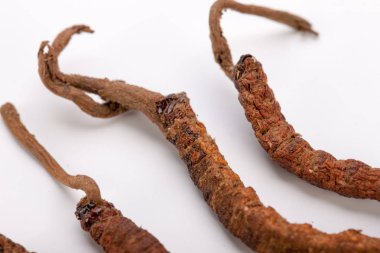 Cordyceps sinesis Yartsa Gunbu Yarsagumba Himalaya altın Nepal izole