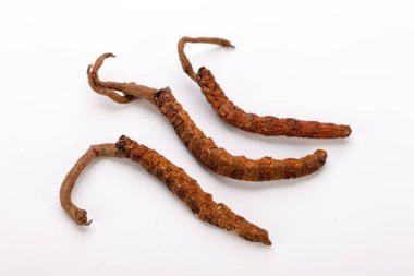 Cordyceps sinesis Yartsa Gunbu Yarsagumba Himalaya altın Nepal izole