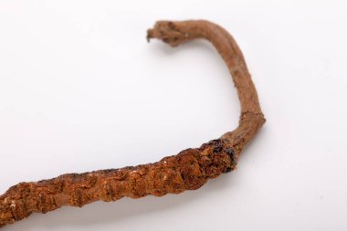 Cordyceps sinesis Yartsa Gunbu Yarsagumba Himalaya altın Nepal izole