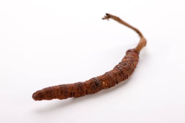 Cordyceps sinesis Yartsa Gunbu Yarsagumba Himalaya altın Nepal izole