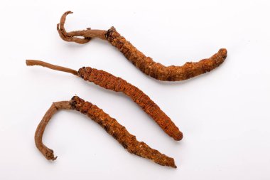 Cordyceps sinesis Yartsa Gunbu Yarsagumba Himalaya altın Nepal izole
