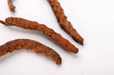 Cordyceps sinesis Yartsa Gunbu Yarsagumba Himalaya altın Nepal izole