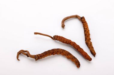 Cordyceps sinesis Yartsa Gunbu Yarsagumba Himalaya altın Nepal izole
