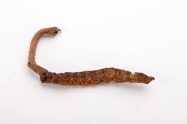 Cordyceps sinesis Yartsa Gunbu Yarsagumba Himalaya altın Nepal izole