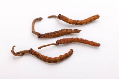 Cordyceps sinesis Yartsa Gunbu Yarsagumba Himalaya altın Nepal izole