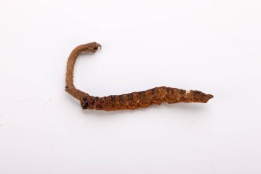 Cordyceps sinesis Yartsa Gunbu Yarsagumba Himalaya altın Nepal izole