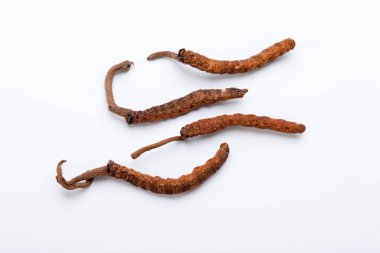 Cordyceps sinesis Yartsa Gunbu Yarsagumba Himalaya altın Nepal izole