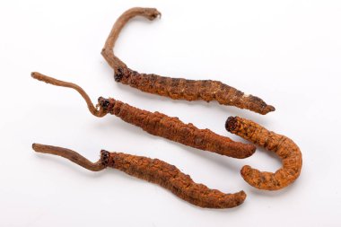 Cordyceps sinesis Yartsa Gunbu Yarsagumba Himalaya altın Nepal izole