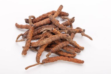 Cordyceps sinesis Yartsa Gunbu Yarsagumba Himalaya altın Nepal izole