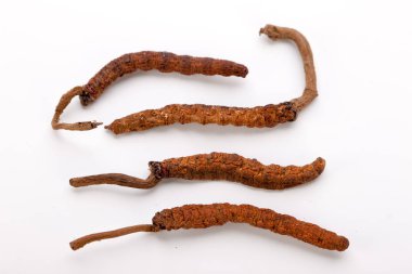 Cordyceps sinesis Yartsa Gunbu Yarsagumba Himalaya altın Nepal izole