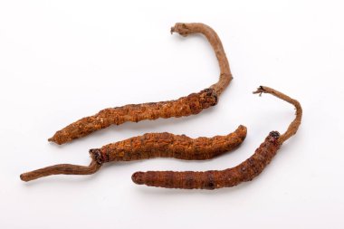 Cordyceps sinesis Yartsa Gunbu Yarsagumba Himalaya altın Nepal izole