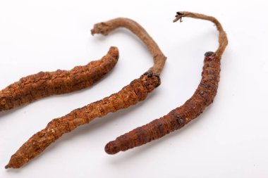 Cordyceps sinesis Yartsa Gunbu Yarsagumba Himalaya altın Nepal izole