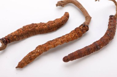 Cordyceps sinesis Yartsa Gunbu Yarsagumba Himalaya altın Nepal izole