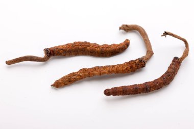 Cordyceps sinesis Yartsa Gunbu Yarsagumba Himalaya altın Nepal izole