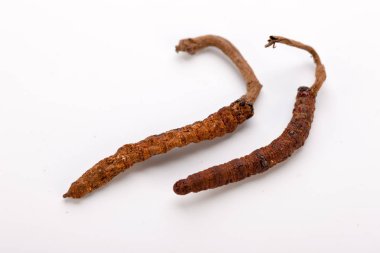 Cordyceps sinesis Yartsa Gunbu Yarsagumba Himalaya altın Nepal izole