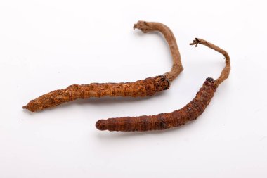 Cordyceps sinesis Yartsa Gunbu Yarsagumba Himalaya altın Nepal izole