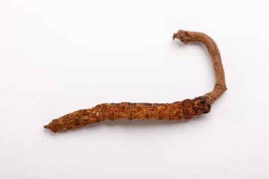 Cordyceps sinesis Yartsa Gunbu Yarsagumba Himalaya altın Nepal izole