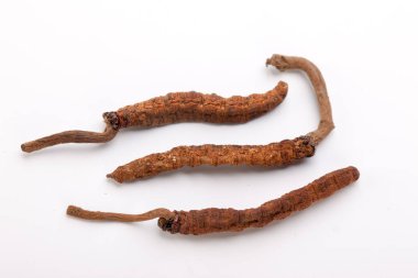 Cordyceps sinesis Yartsa Gunbu Yarsagumba Himalaya altın Nepal izole