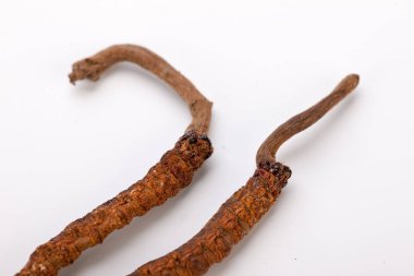 Cordyceps sinesis Yartsa Gunbu Yarsagumba Himalaya altın Nepal izole
