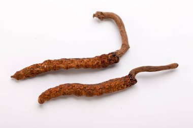 Cordyceps sinesis Yartsa Gunbu Yarsagumba Himalaya altın Nepal izole