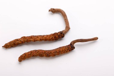 Cordyceps sinesis Yartsa Gunbu Yarsagumba Himalaya altın Nepal izole