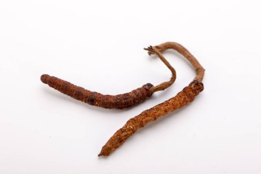 Cordyceps sinesis Yartsa Gunbu Yarsagumba Himalaya altın Nepal izole