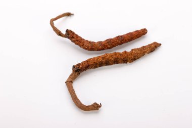 Cordyceps sinesis Yartsa Gunbu Yarsagumba Himalaya altın Nepal izole