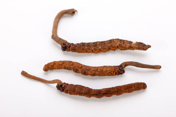 Cordyceps sinesis Ярца Гунбу Ярсагумба гималайского золота Непал изолирован
