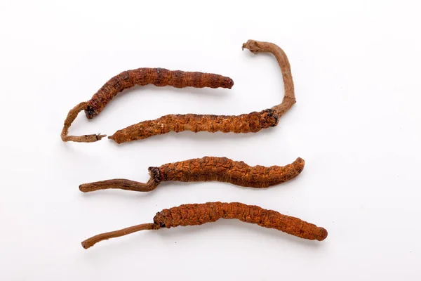 Cordyceps sinesis Yartsa Gunbu Yarsagumba himalayan guld Nepal isolerade — Stockfoto