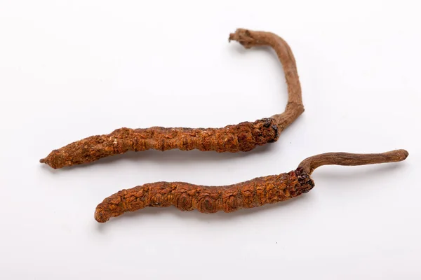 Cordyceps sinesis Yartsa Gunbu Yarsagumba oro himalaya Nepal aislado —  Fotos de Stock