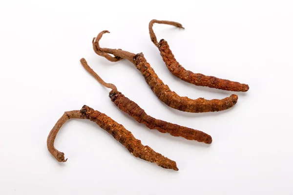 Cordyceps sinesis Yartsa Gunbu Yarsagumba Himalaya goud Nepal geïsoleerd — Stockfoto