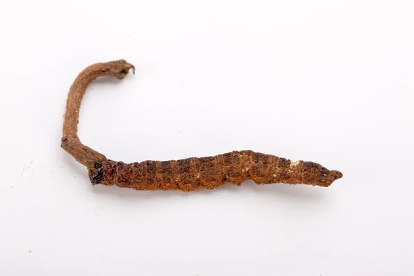 Cordyceps sinesis Yartsa Gunbu Yarsagumba oro himalaya Nepal aislado — Foto de Stock