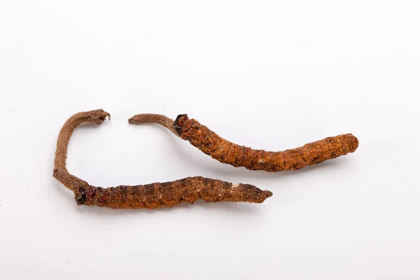 Cordyceps sinesis Yartsa Gunbu Yarsagumba oro himalaya Nepal aislado —  Fotos de Stock