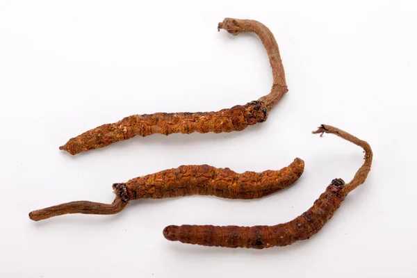 Cordyceps sinesis Yartsa Gunbu Yarsagumba oro himalaya Nepal aislado —  Fotos de Stock