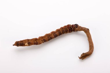 Cordyceps sinesis Yartsa Gunbu Yarsagumba Himalaya altın Nepal izole