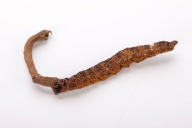 Cordyceps sinesis Yartsa Gunbu Yarsagumba Himalaya altın Nepal izole
