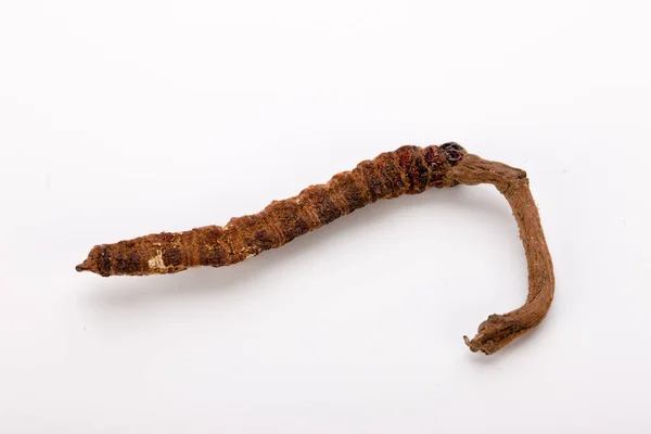 Cordyceps sinesis Yartsa Gunbu Yarsagumba oro himalaya Nepal aislado — Foto de Stock