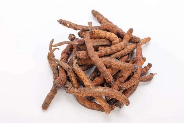 Cordyceps sinesis Yartsa Gunbu Yarsagumba Himalaya altın Nepal izole