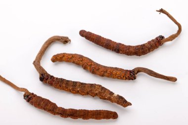 Cordyceps sinesis Yartsa Gunbu Yarsagumba Himalaya altın Nepal izole