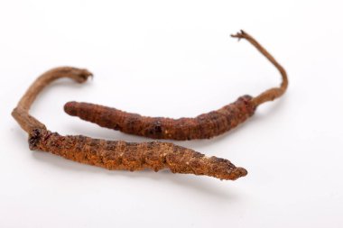 Cordyceps sinesis Yartsa Gunbu Yarsagumba Himalaya altın Nepal izole