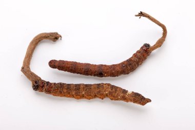 Cordyceps sinesis Yartsa Gunbu Yarsagumba Himalaya altın Nepal izole