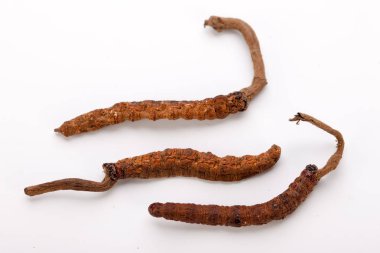 Cordyceps sinesis Yartsa Gunbu Yarsagumba Himalaya altın Nepal izole