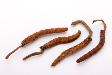 Cordyceps sinesis Yartsa Gunbu Yarsagumba Himalaya altın Nepal izole